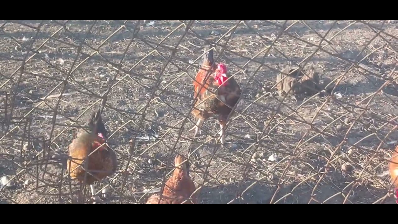Вечернее видео про курей и уток.