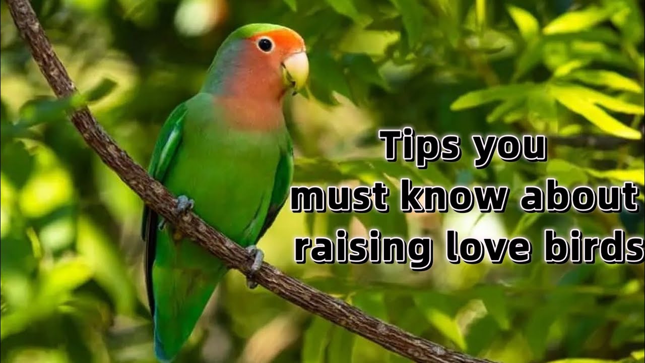 How to keep lovebirds scientifically. Tips for keeping parrots.