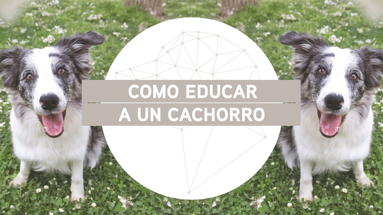 Cómo educar a tu cachorro : Introducción