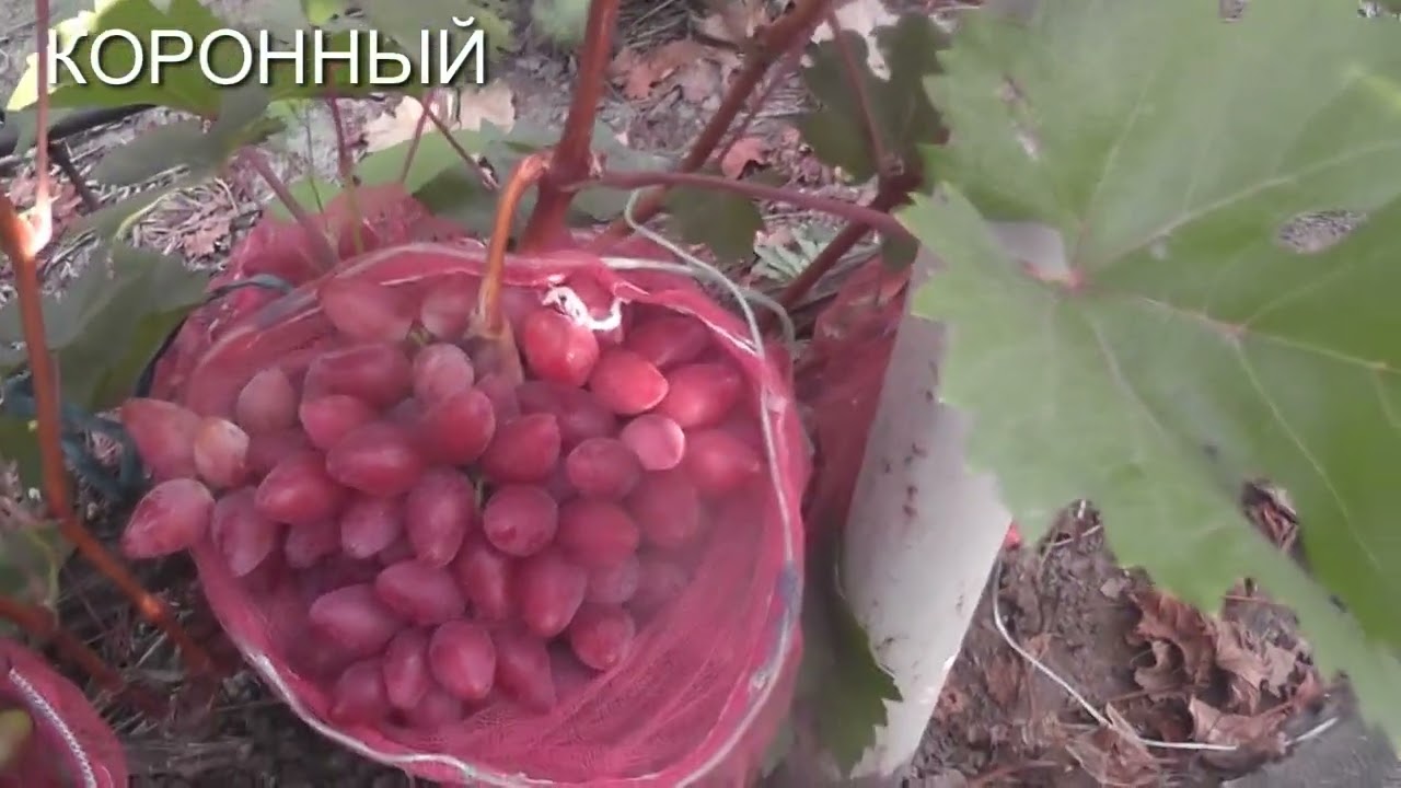 25 г. Нина,Велюр, Полонез-50, Коронный, Софа, Тип Изюминки, Ризауш.