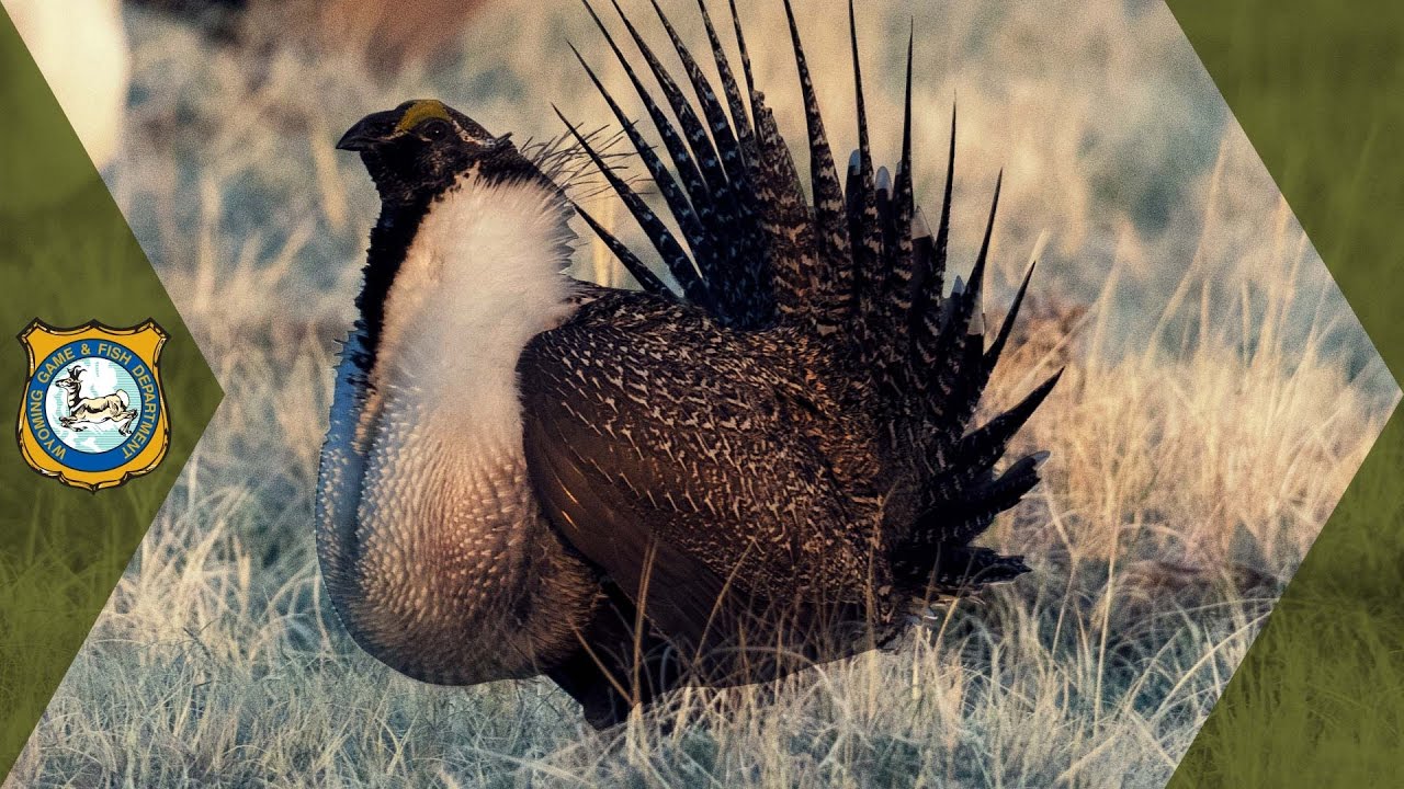 Wyoming State Wildlife Action Plan
