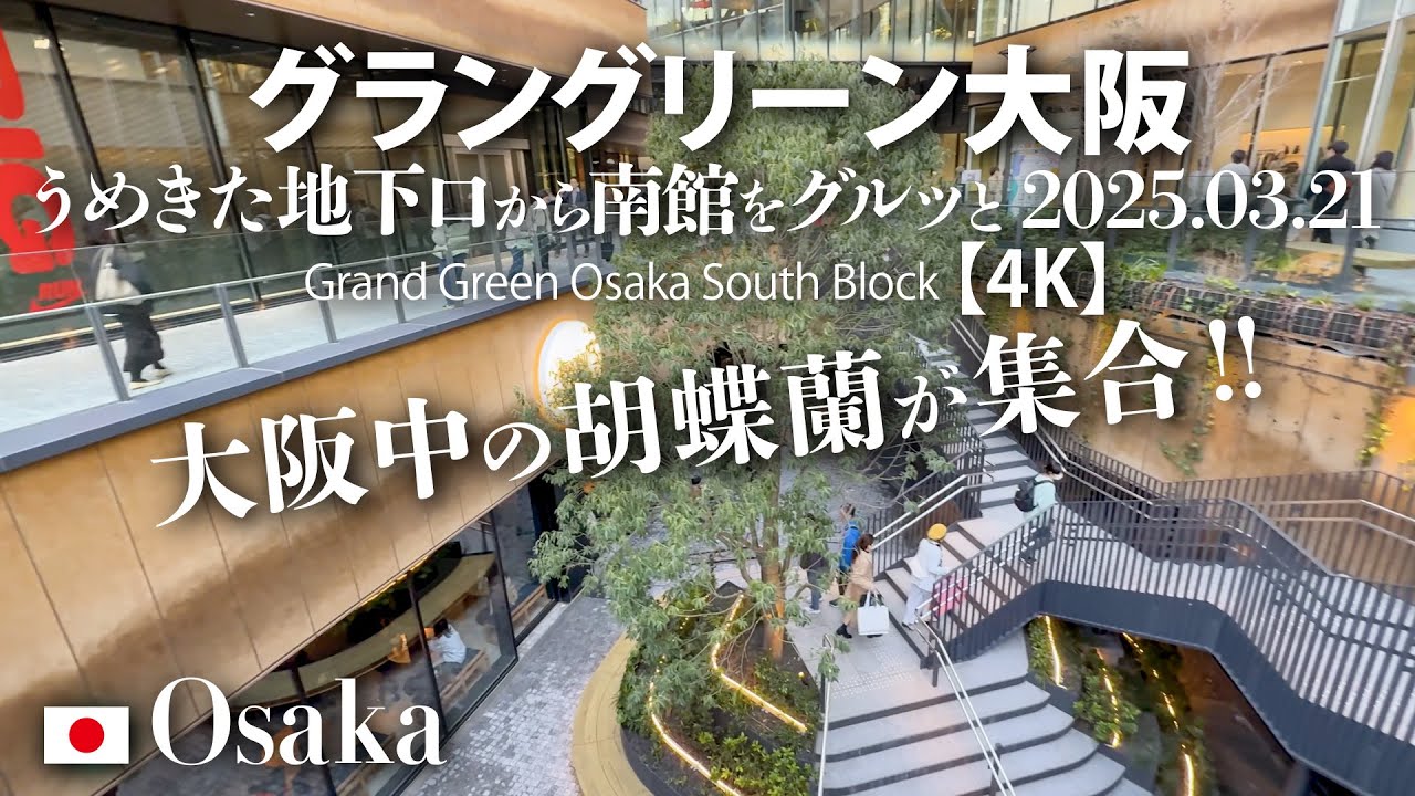 オープン！大阪中の胡蝶蘭が大集合！ グラングリーン大阪 うめきた地下口から南館をグルッと 2025.03.21 【4K】Grand Green Osaka