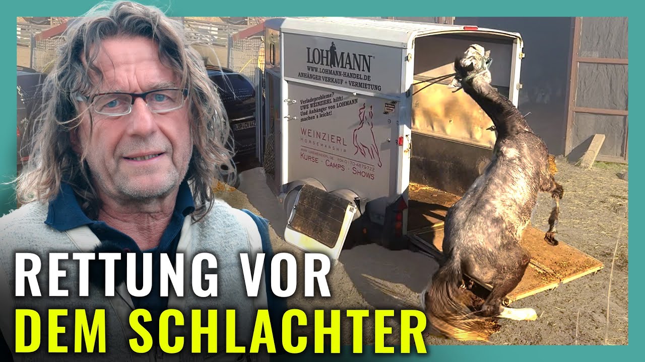 Karlchens LETZTE CHANCE