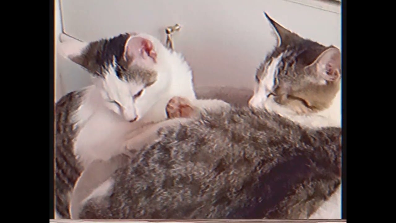 VHS Cats