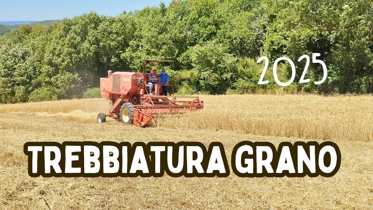 Trebbiatura del grano 2025