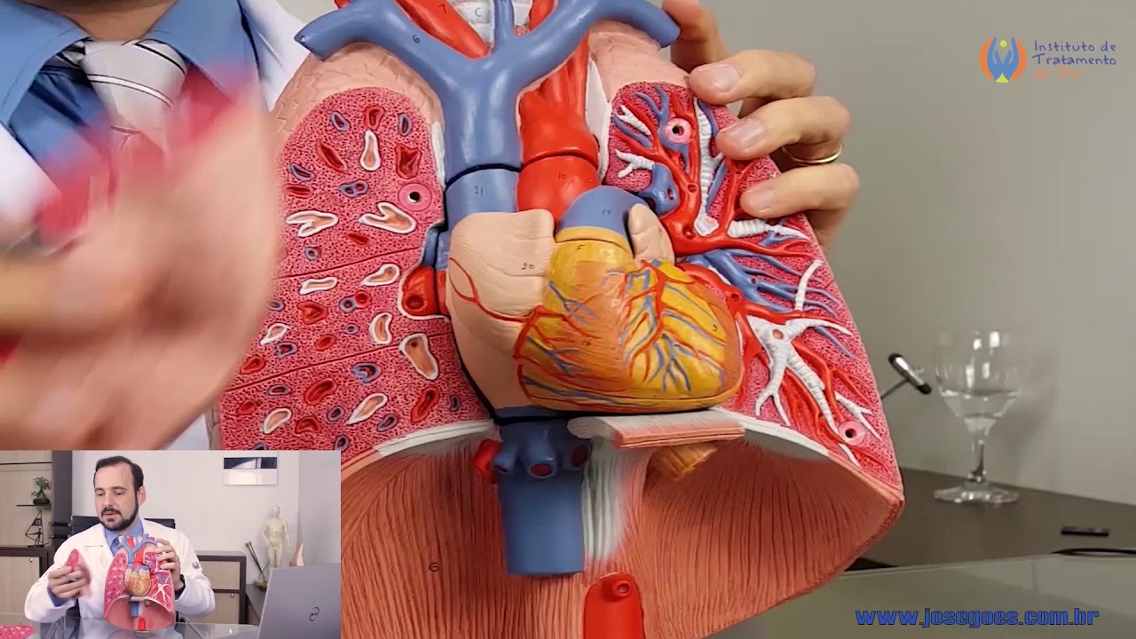 Anatomia Humana PULMÃO (PRÁTICA)