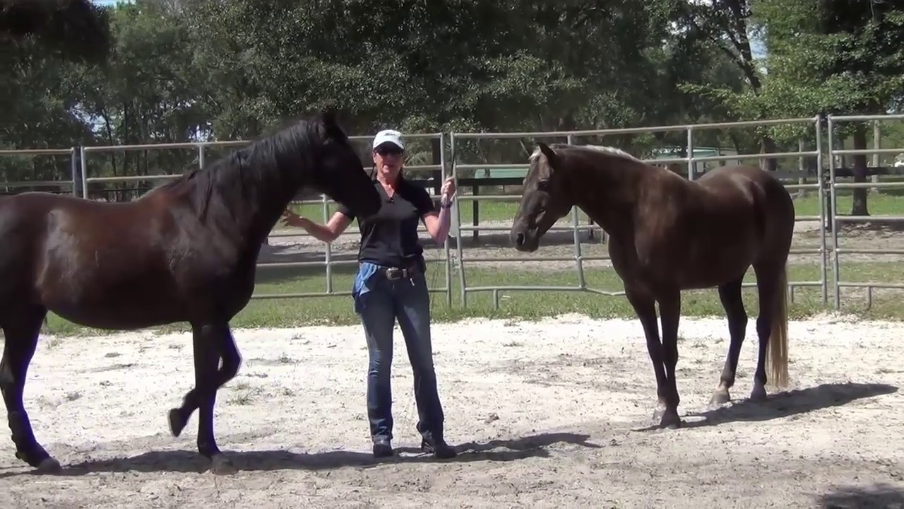 Buddy Sour Horses: How-to Fix, Part I
