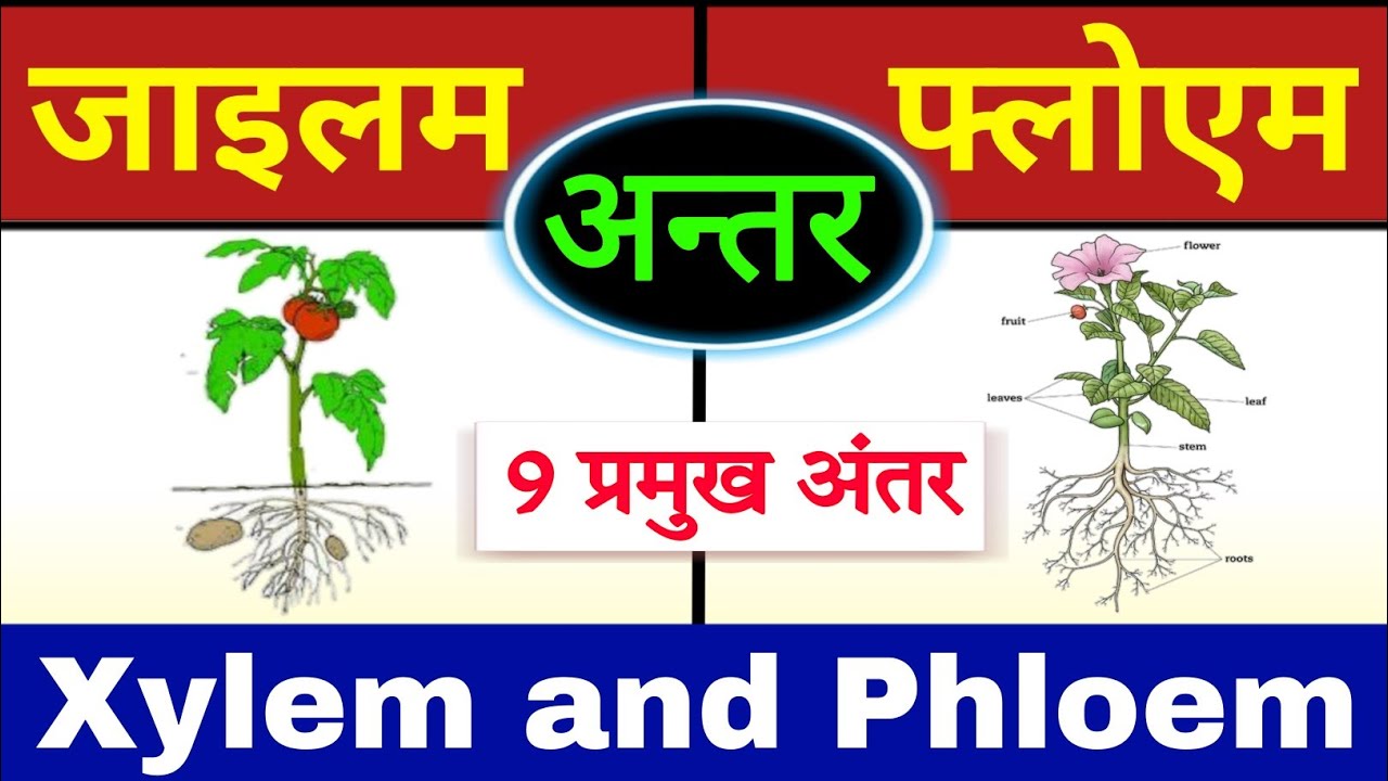जाइलम और फ्लोएम में अंतर | xylem aur phloem mein antar | jailam aur floyam mein antar with diagram