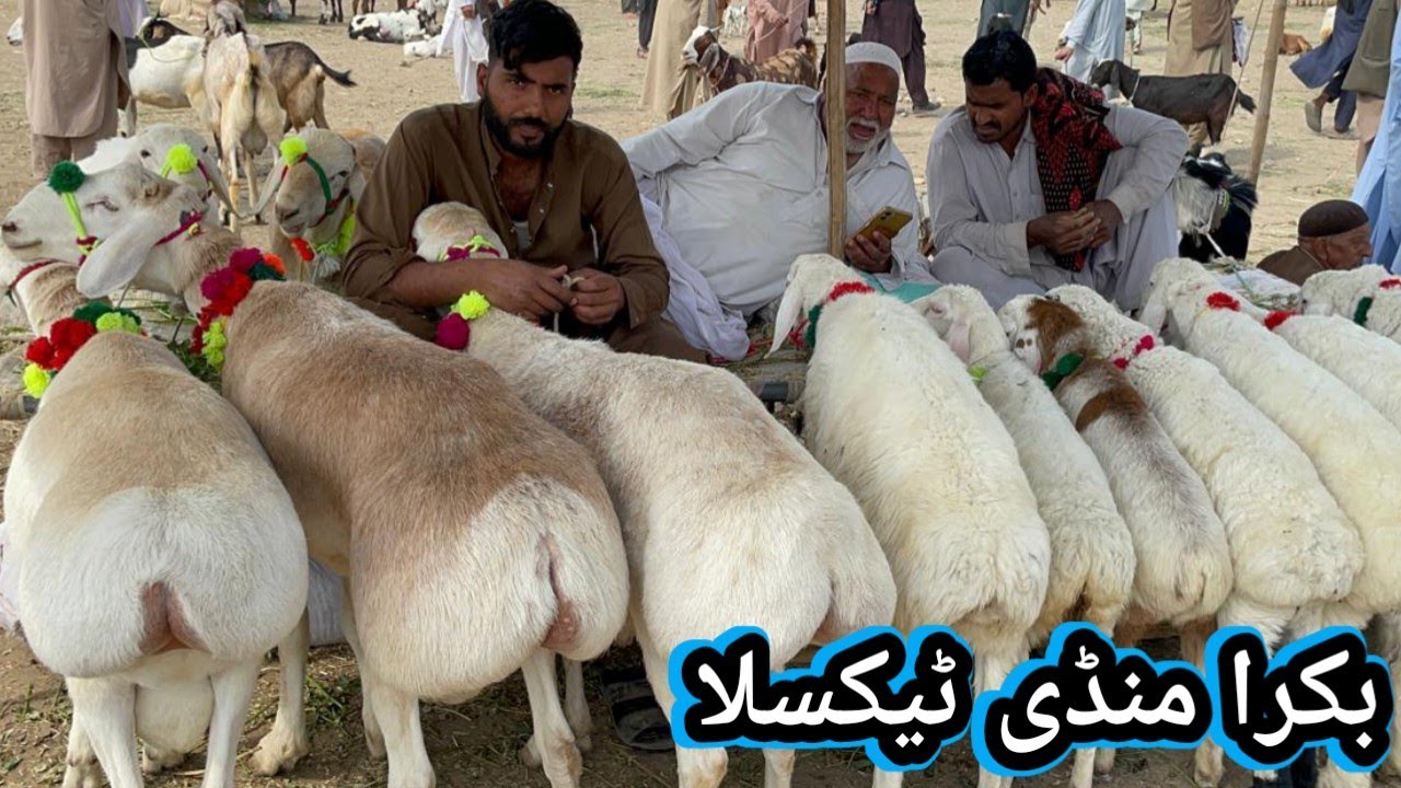Bakra Mandi Taxila updates at 6/3/2026