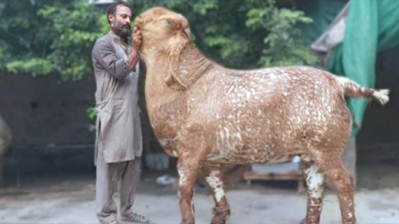 اضخم واغرب 8 انواع من الماعز  قد تراها فى حياتك (سبحان الله)