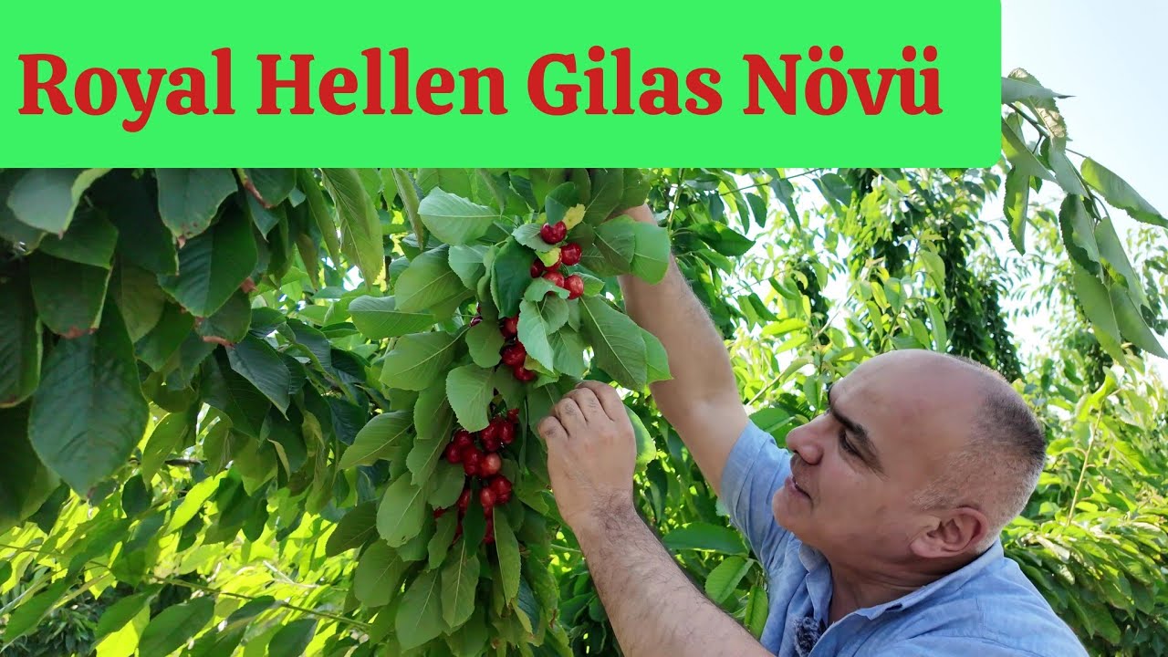 3 ilik Gilas Bağı Maksima 14 üzərində
