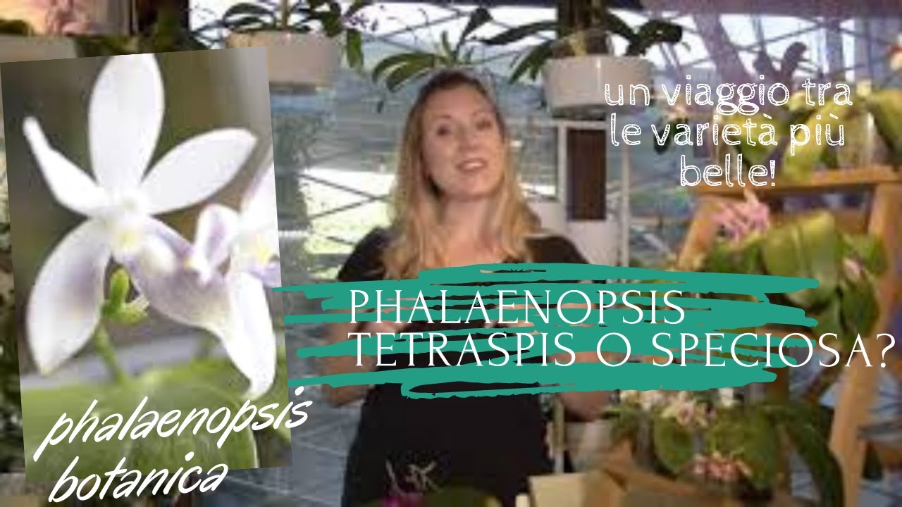 phalaenopsis speciosa o tetraspis... nome ed etimologia misteriosi