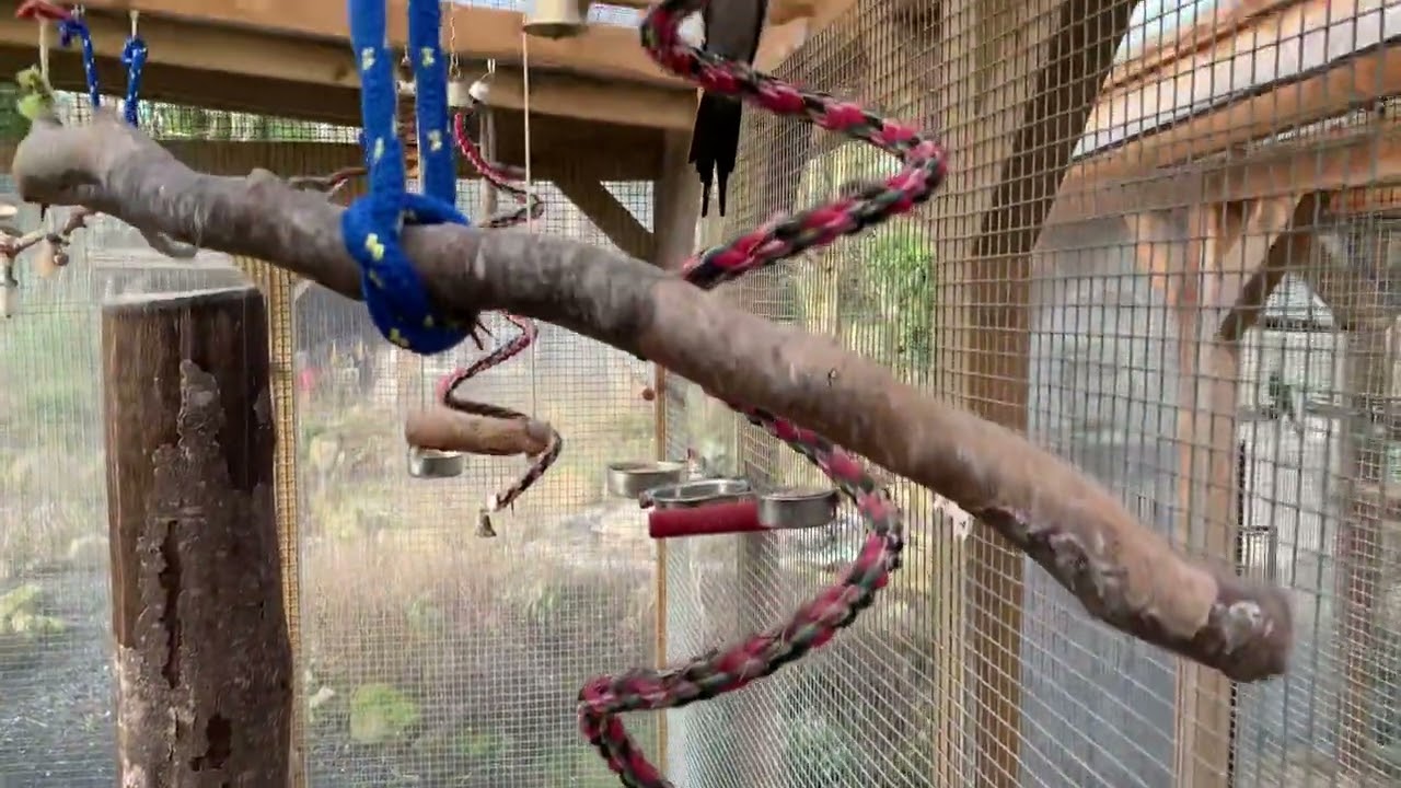 A nice follower ask me about dimensions from the Cockatiel Aviary