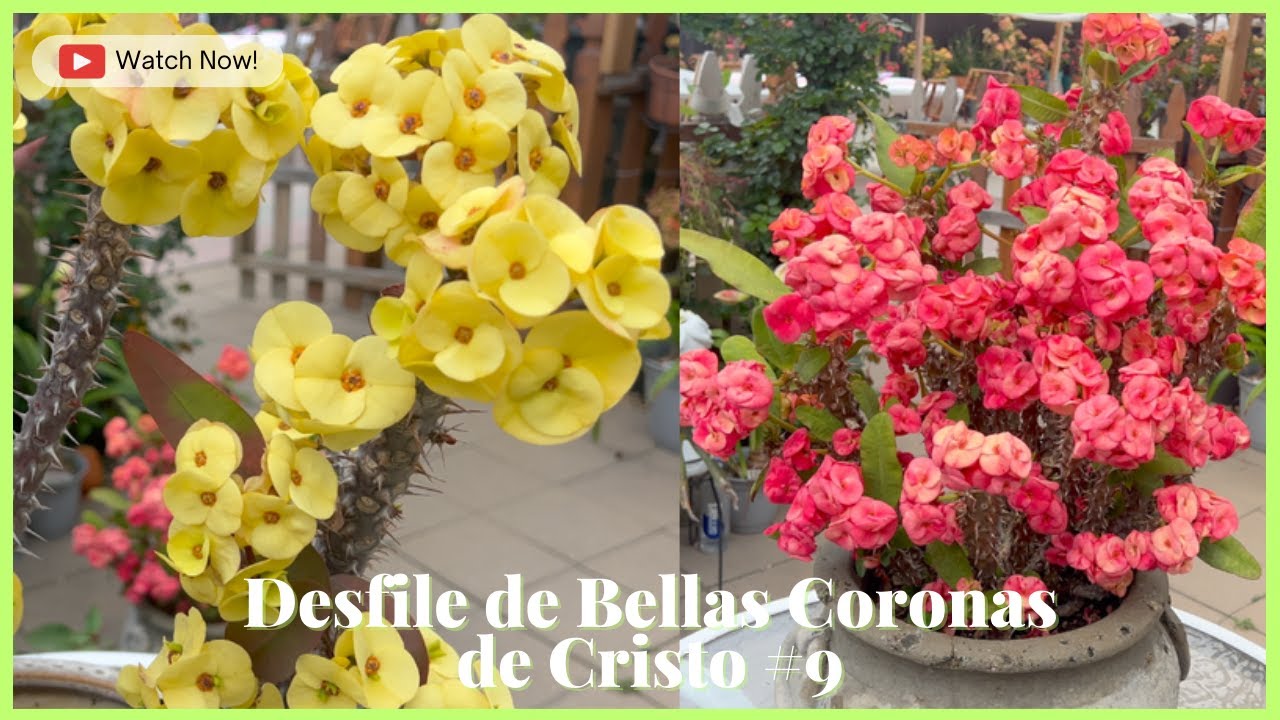 Desfile de Bellas Coronas de Cristo #9