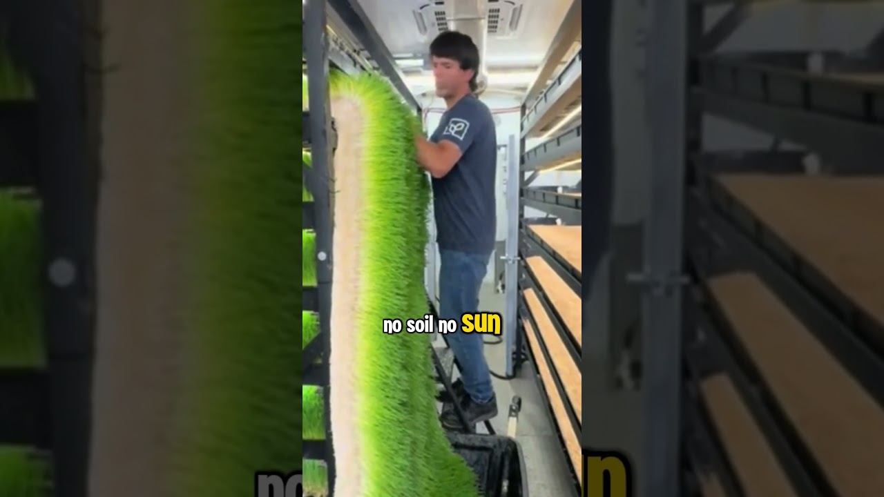 How to Grow Barley Grass in 6 Days (No Soil, No Sun!) 🌿 #barleygrass #hydroponics