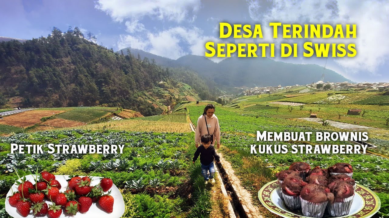 Dijamin Betah, Desa terindah di Karanganyar, Petik Strawberry, Membuat Brownis Kukus Strawberry