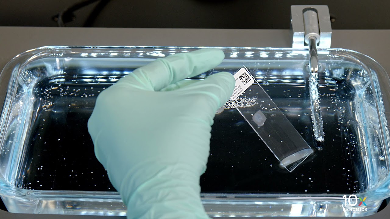 Visium for FFPE Tissue Preparation Protocol | Section Placement on Visium Slide