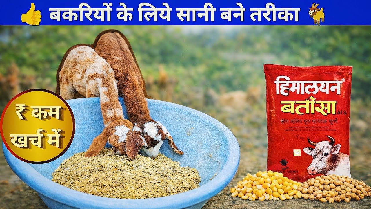 Goats feed | बकरियों के लिये सानी बने तरीका 🐐 | @ShepherdMan01 
