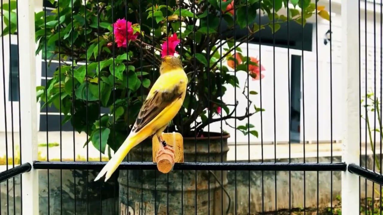 Belgian Canary Singing Therapy – Calm & Clear Tones