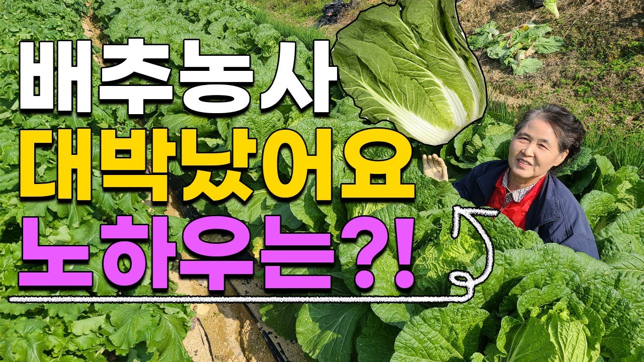 배추농사 이렇게 했더니 대박났어요 노하우는? 배추재배 배추농사