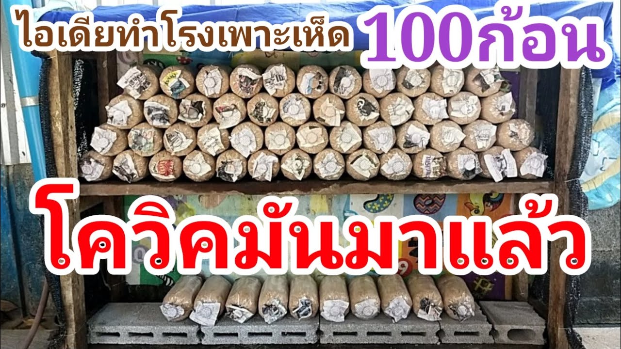 💢โรงเพาะเห็ดนางฟ้าง่ายๆเพาะได้100ก้อน ไว้กินในช่วงโควิค/พ่อบ้านยุคใหม่/💢