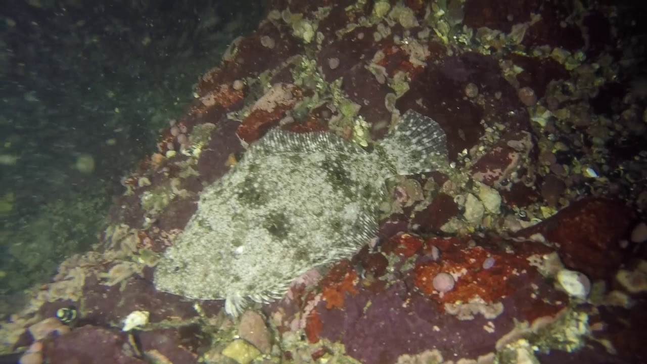 Buceo Nocturno Arica &bull; Chile