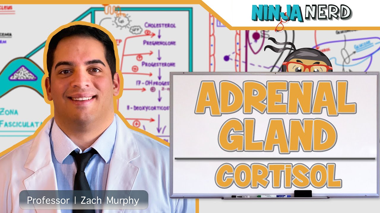 Endocrinology | Adrenal Gland: Cortisol