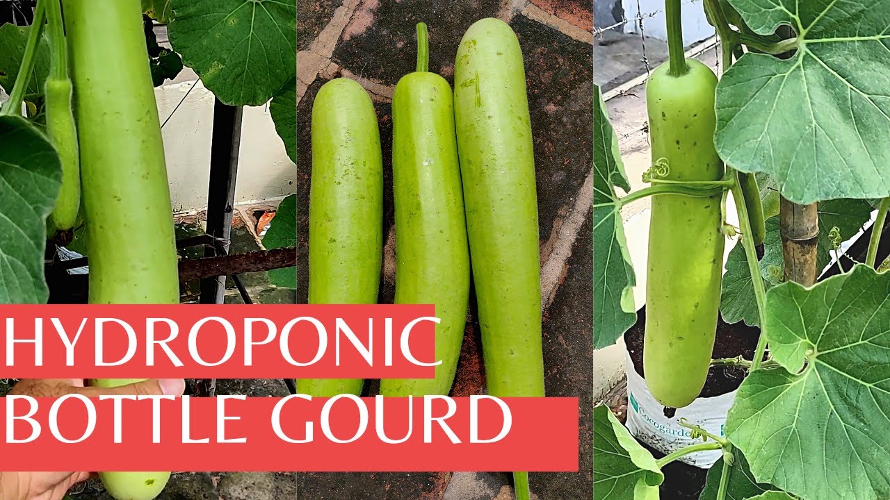 How to grow Hydroponic Bottle Gourd in Cocopeat | कोकोपीट में हाईड्रोपोनिक विधि से लौकी कैसे उगाएँ