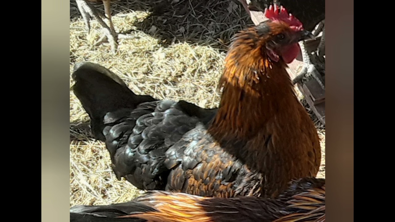 Black Star hens and 2 of their baby chicks
