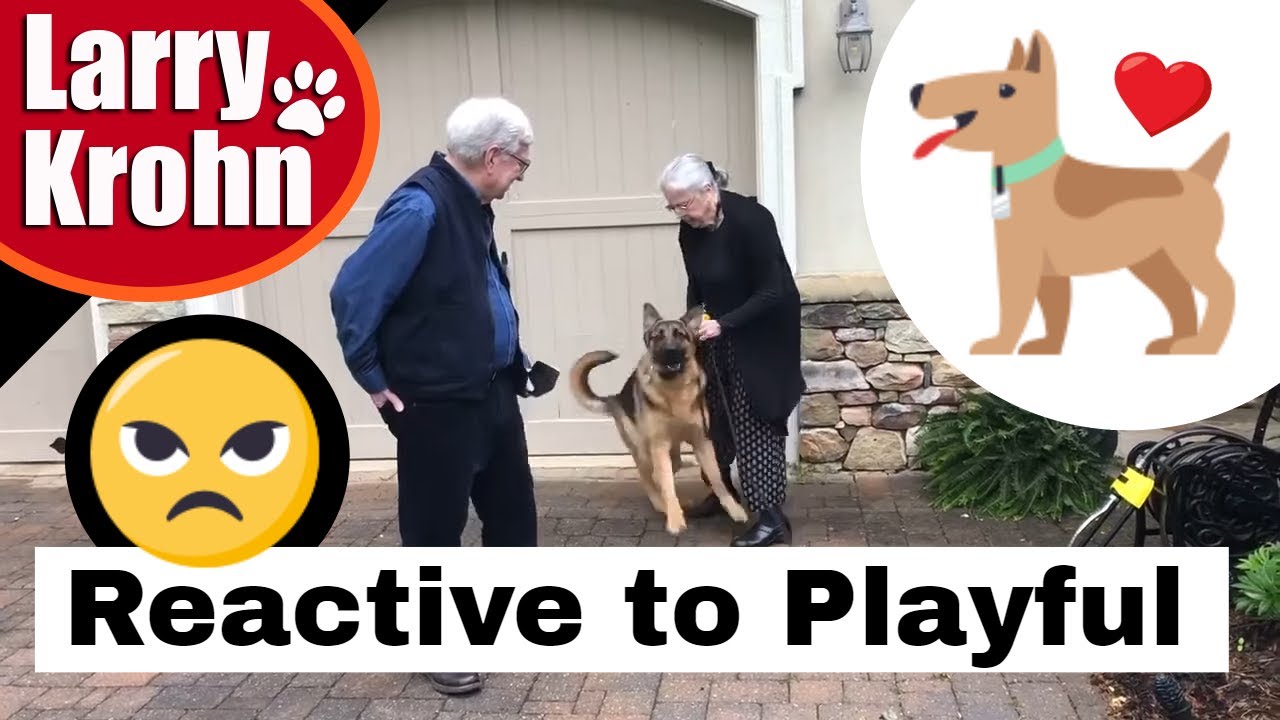 Leash reactive German Shepherd learning through play