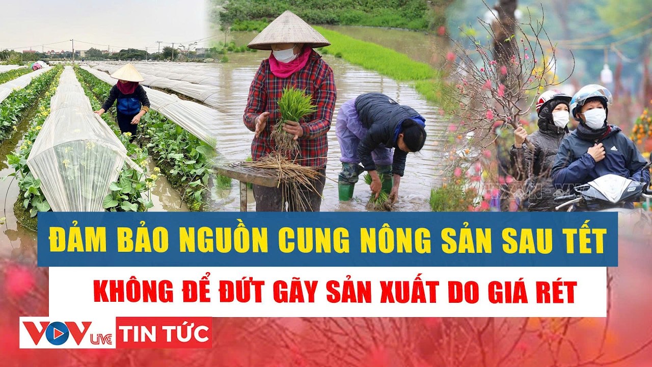Đảm bảo nguồn cung nông sản sau Tết: Không để đứt gãy sản xuất do giá rét | VOVLive
