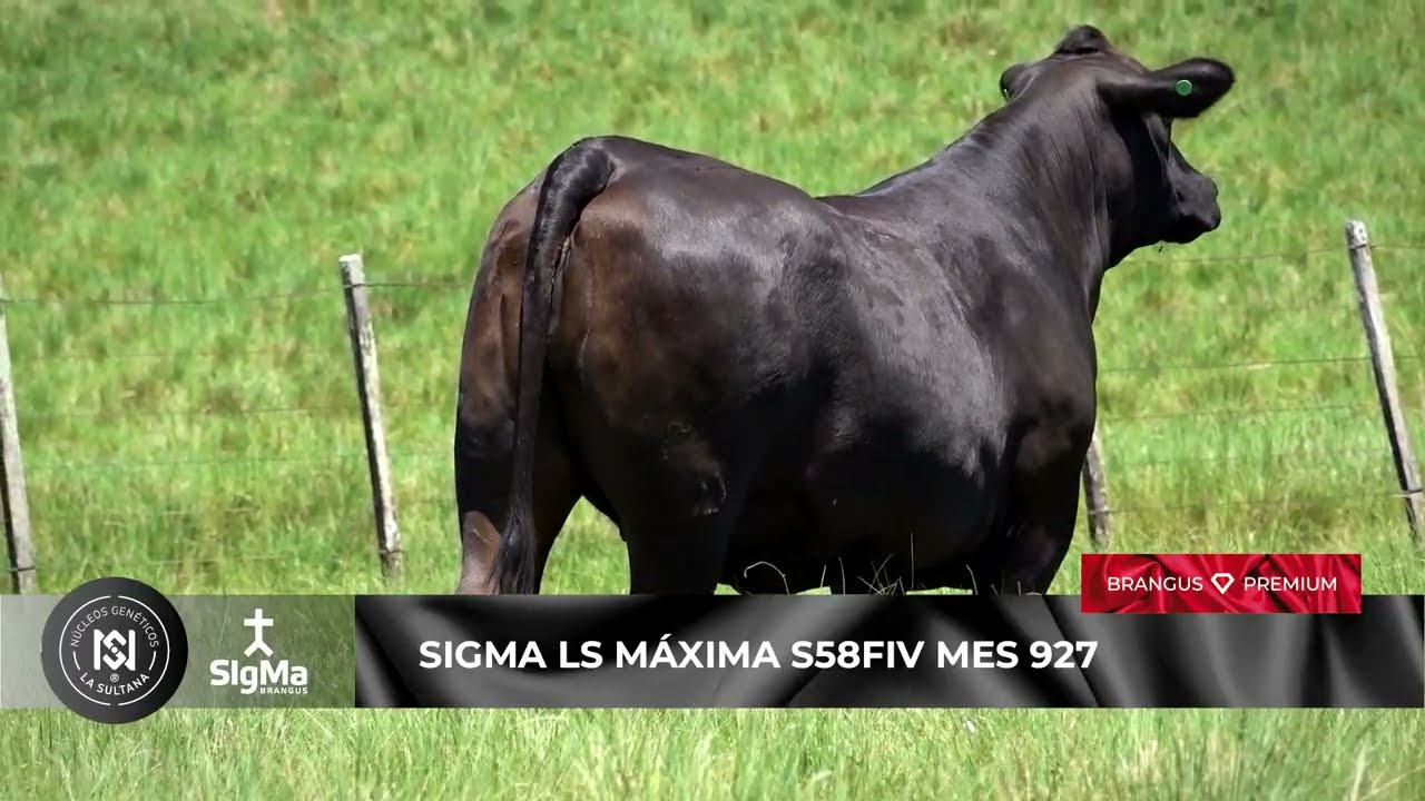 SIGMA LS MÁXIMA S58FIV MES 927 · Donantes Núcleo Genético La Sultana