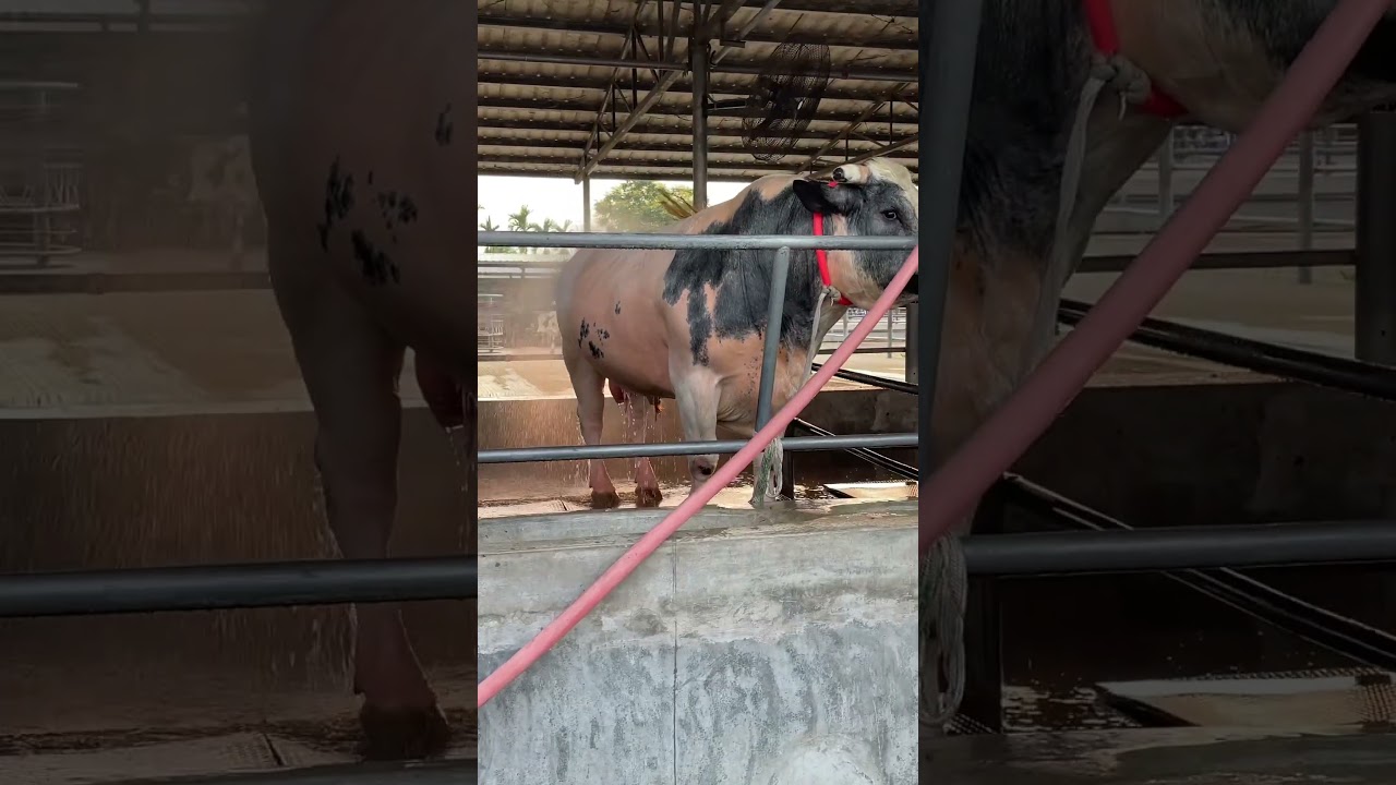 A giant Belgian Blue cow is being bathed#reelsvideo #cattlefarm #fypreels