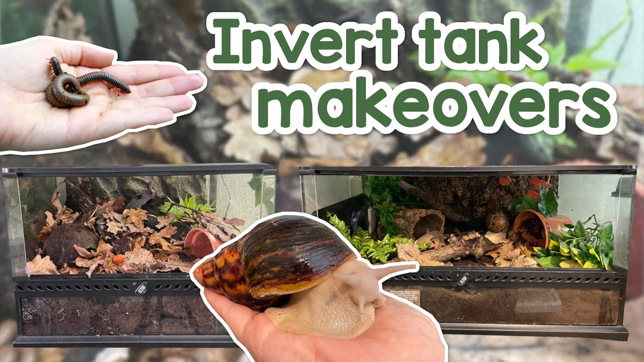Мои аквариумы для беспозвоночных преображаются! | Многоножки и гигантская африканская сухопутная ...