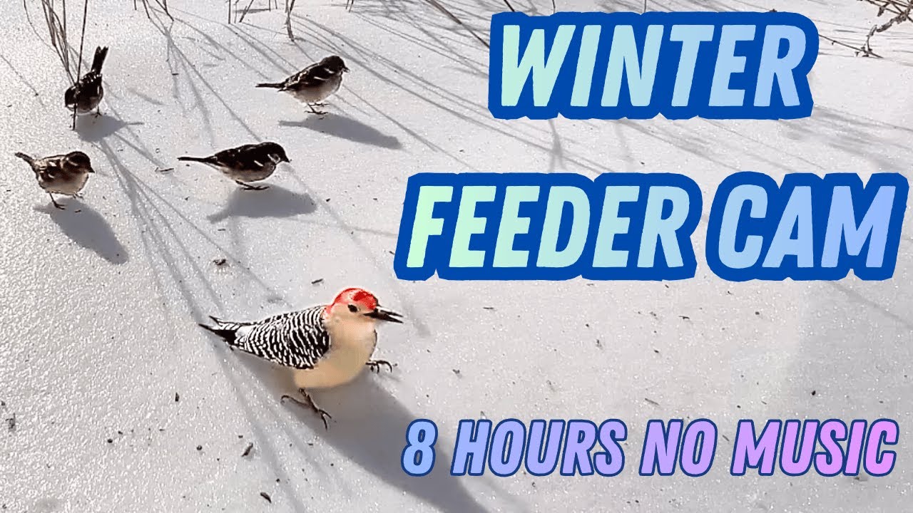 7 Hours Winter Bird Feeder in 4K (No Music) | Cardinals, Blue Jays, Woodpeckers + Squirrels