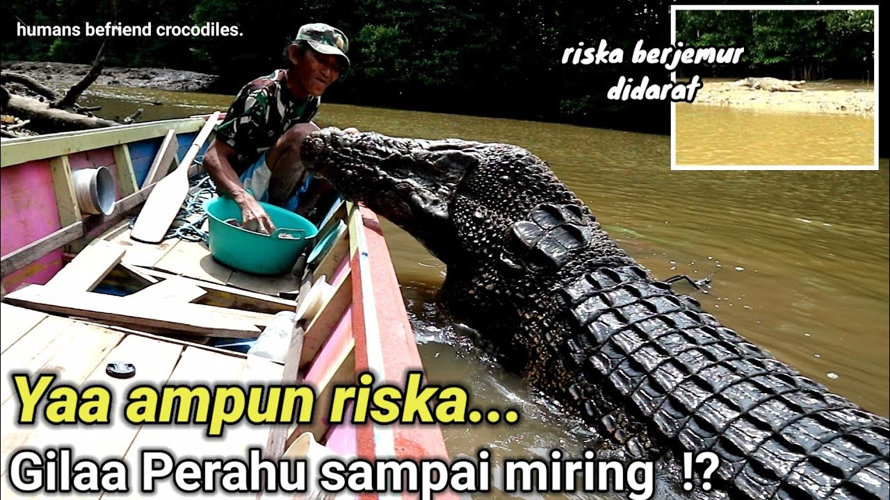 inilah momen LANGKA ! Bertemu riska sedang berjemur didarat,full body..humans befriend crocodiles