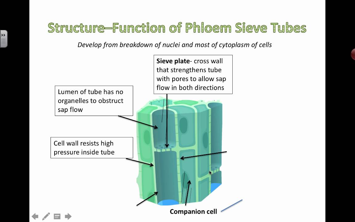 Phloem Structure and Function (2016)