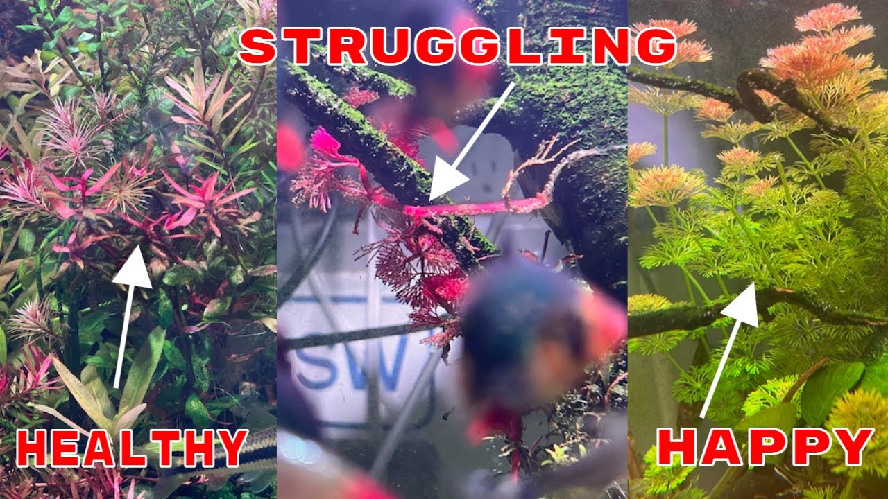 Aquarium 911 Ep 4 - Cabomba Problems