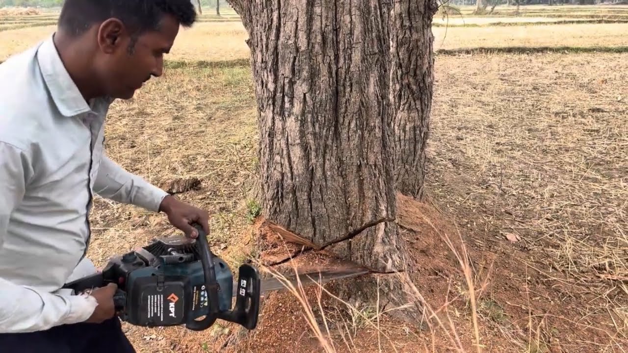 Part-1 sheesham tree cutting hard work #video #tree #cuttingskills #videoviral #viralvideo