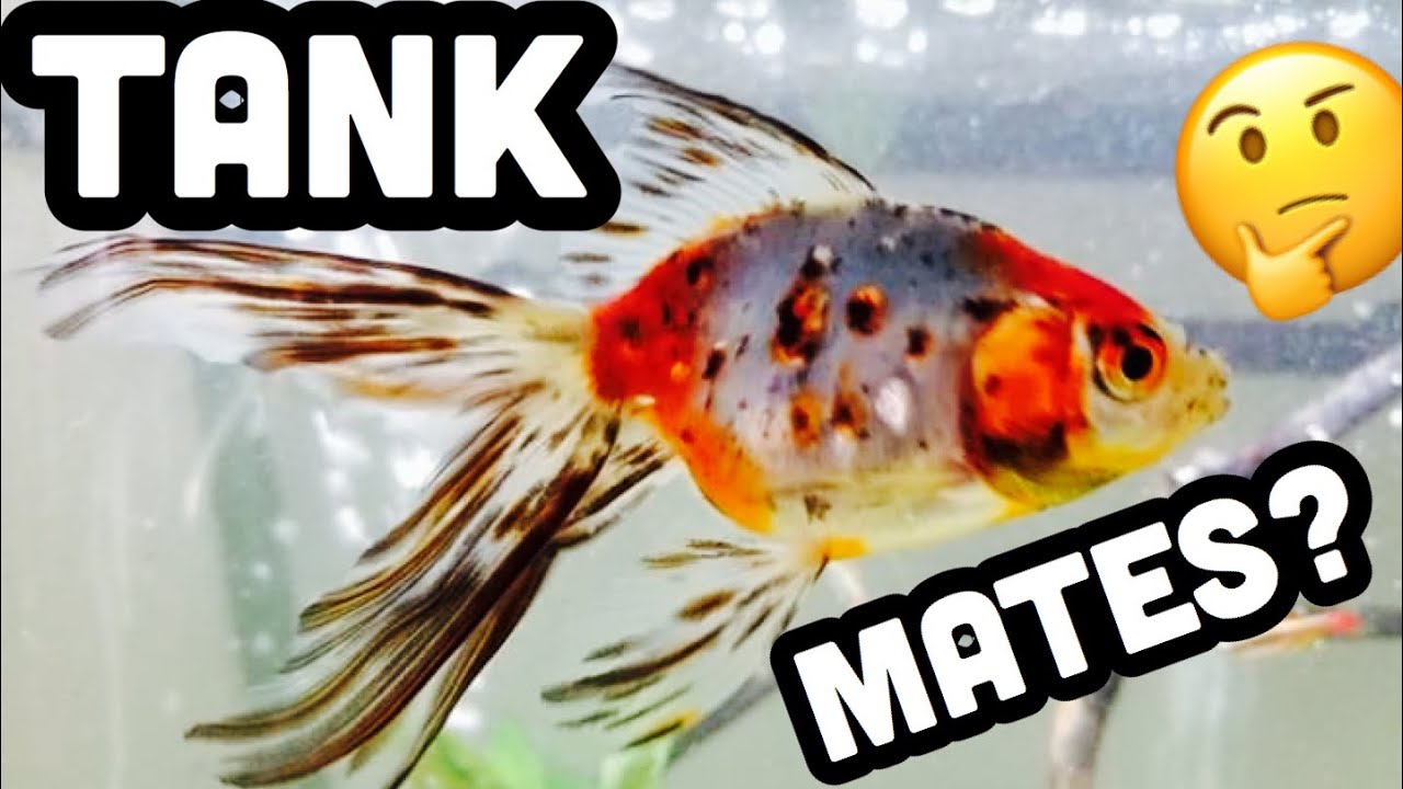 Fancy Fantail Goldfish Tank Mates?