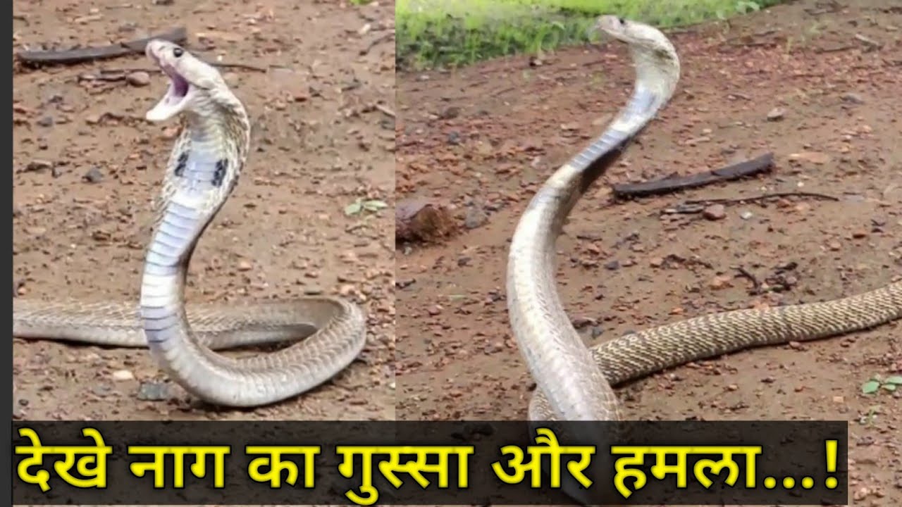 || गुस्सैल नाग कैसे हमला करता है.. || Indian spectacled cobra : Venomous || video : Prashanth S. ||