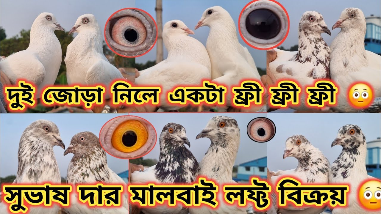 দুই জোড়া মালবাই নিলে একটা মালবাই ফ্রী ফ্রী 😳 লালফুল_ ফুলশিরা সব ধরনের পায়রা  বিক্রয়😳