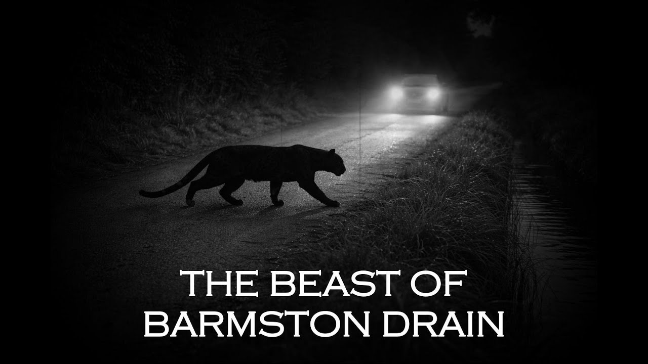 The Beast of Barmston Drain #bigcat #beast #story