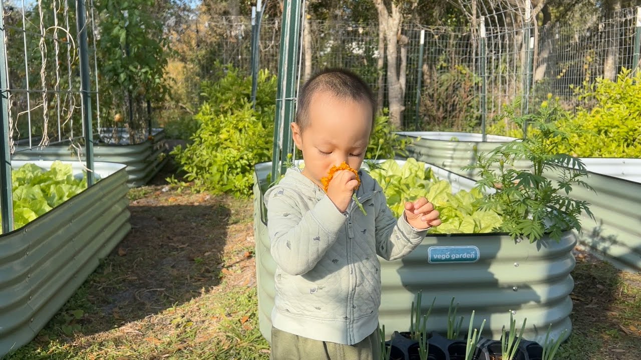 母鸡们终于下蛋啦，看看菜地有什么