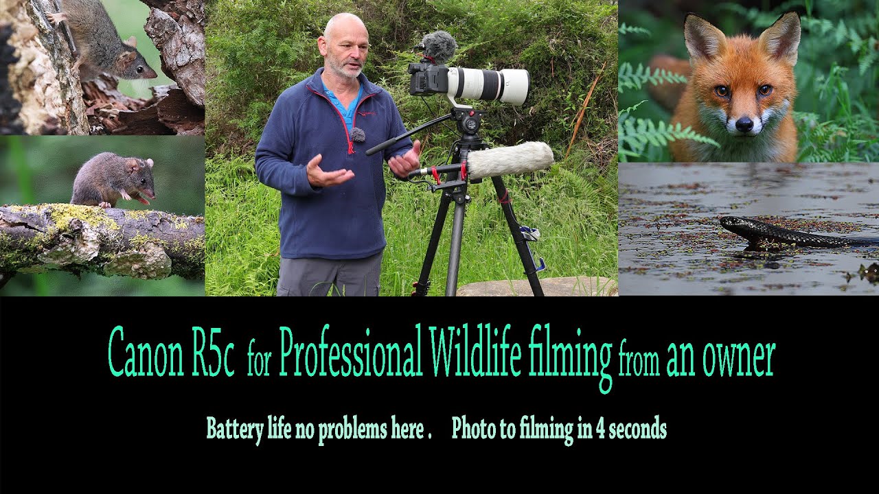 Canon R5c for professional Wildlife filming .Tips & review