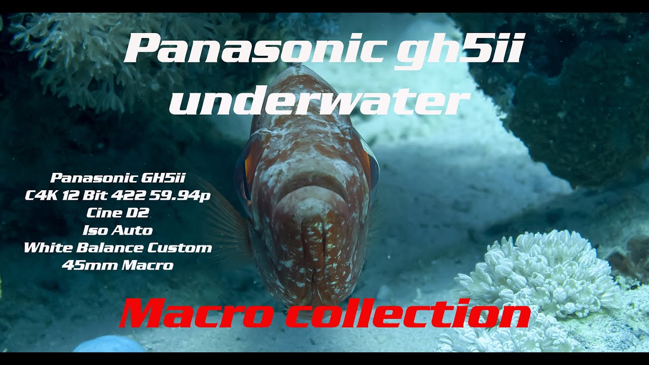 Panasonic GH5 Mark II Underwater -Macro Collection-