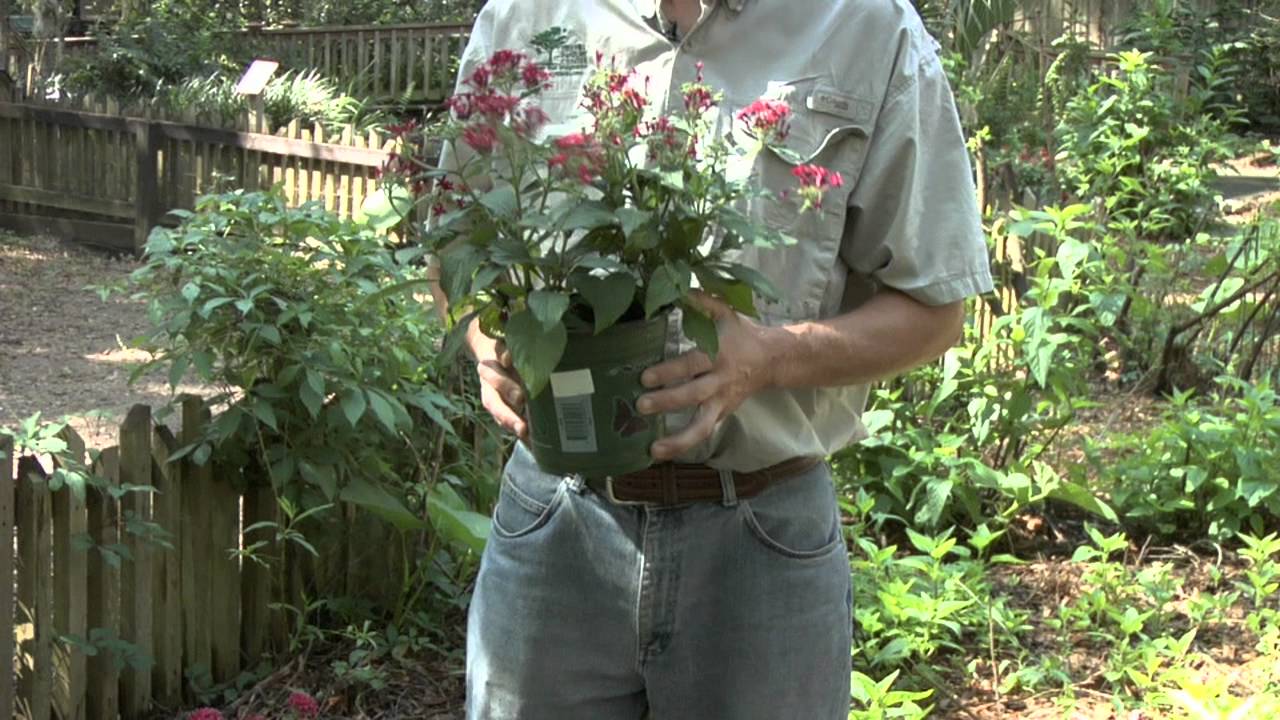 How to set up a butterfly garden in your backyard