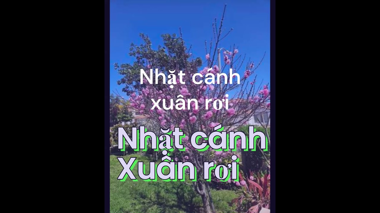 Suno phổ nhạc từ  bài thơ  --  Nhặt cánh xuân rơi