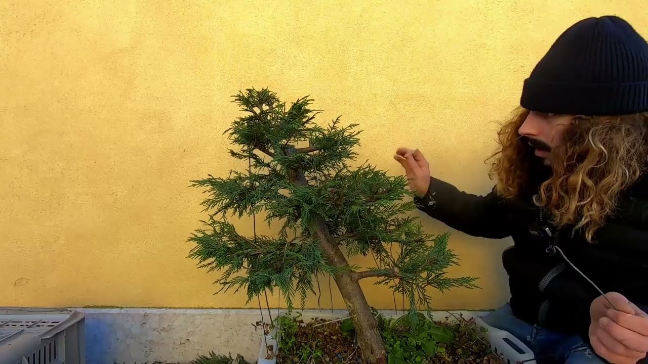 Bonsai - Potatura invernale Cipresso Bonsai