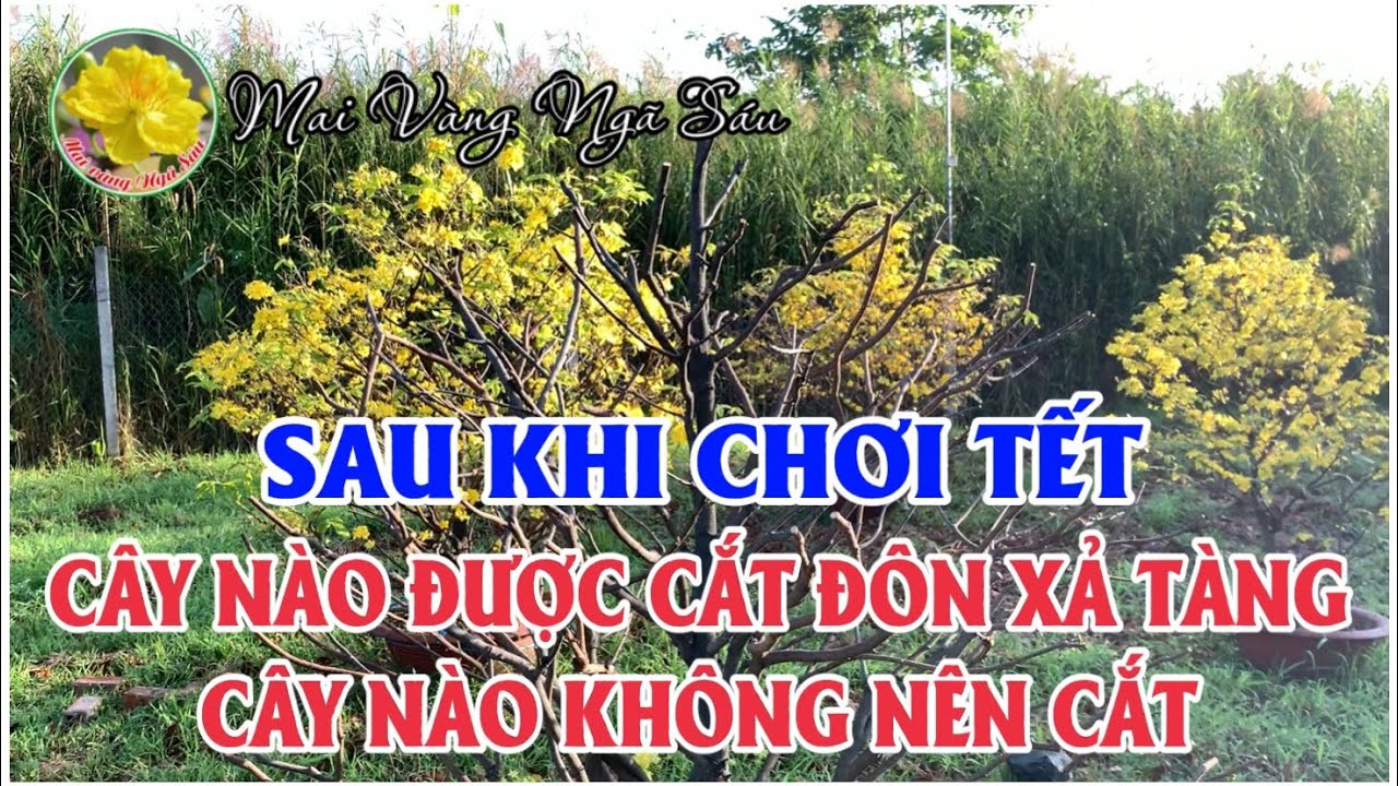 Trường hợp nào được cắt đôn xả tàng, trường hợp nào không được cắt đôn xả tàng sau khi chơi tết